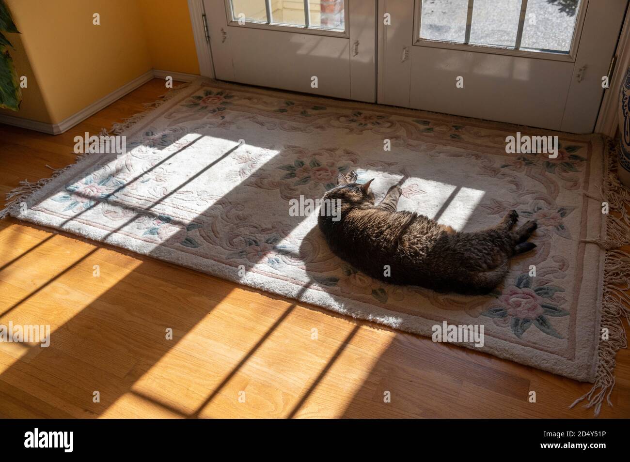 Haustier Katze schlafen vor der Tür in einem Haus in Die Sonne Stockfoto