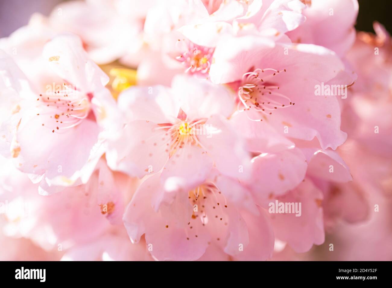 Kirschblüten Stockfoto