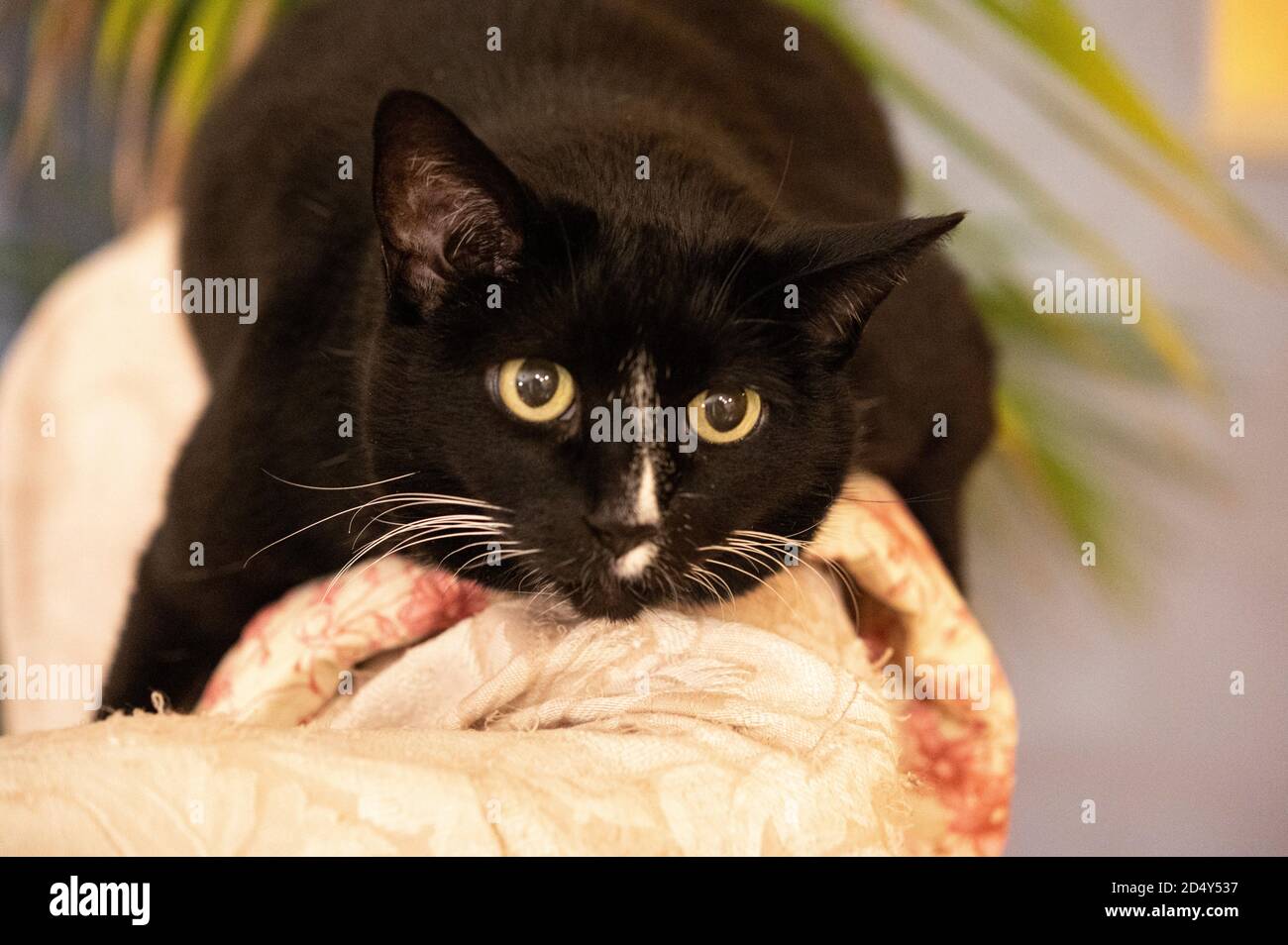 Schwarze Katze auf der Rückseite des Stuhls Stockfoto