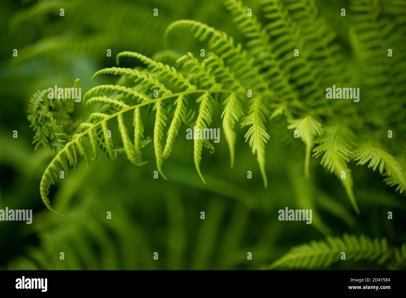 Lady Fern Pflanze Stockfoto