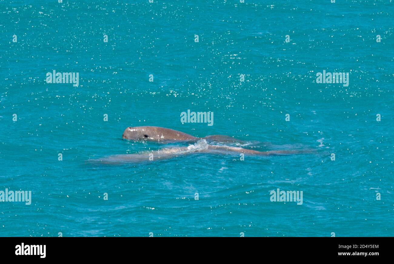 (Dugong Dugong) Shark Bay. Westaustralien Stockfoto