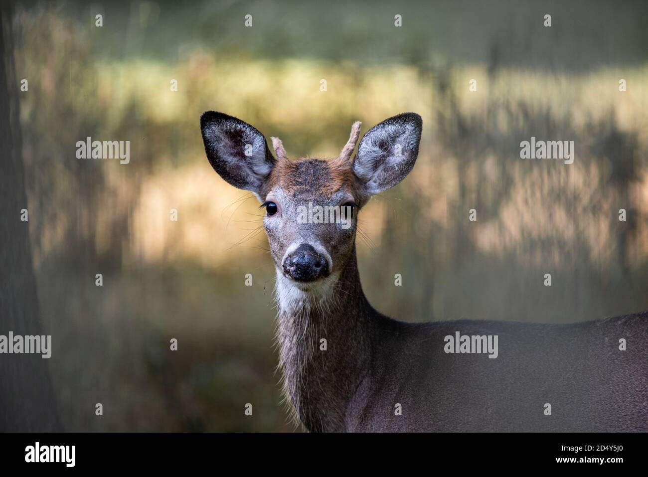 Junge Weißschwanz-Hirschhirsche in den Poconos, Pennsylvania mit einem gebrochenen Geweih Stockfoto