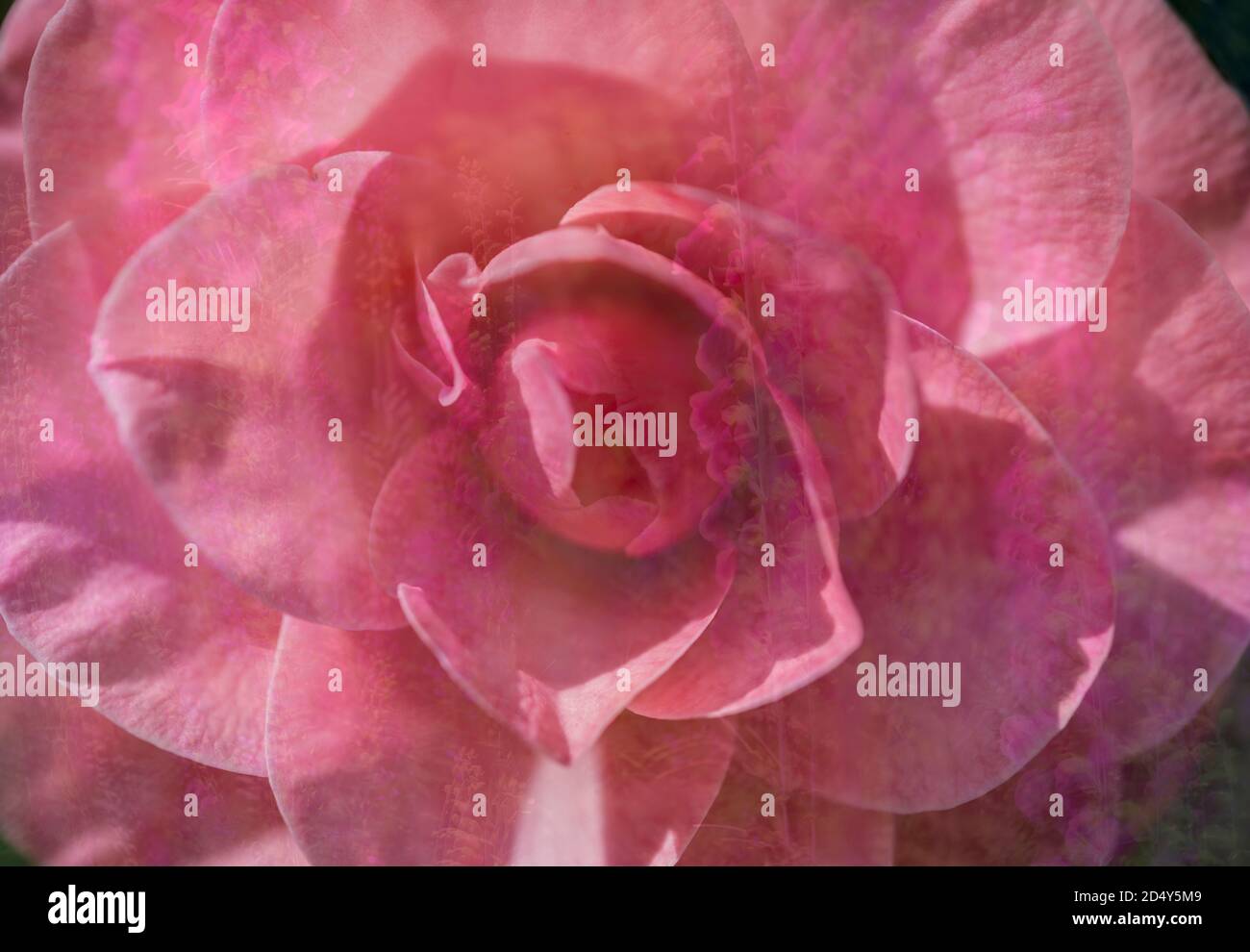 Doppelbelichtung mit Kamelienblüten Stockfoto