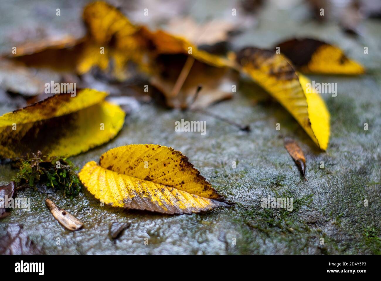 Gelbe Blätter auf Felsen Stockfoto