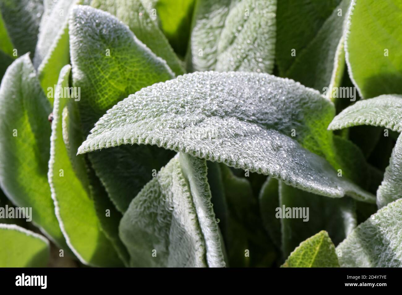 Nahaufnahme des 'behaarten' Randes eines Blattes des Lammohrs (Stachys byzantina). Es wird auch wollige Heckenschaufel genannt. Stockfoto