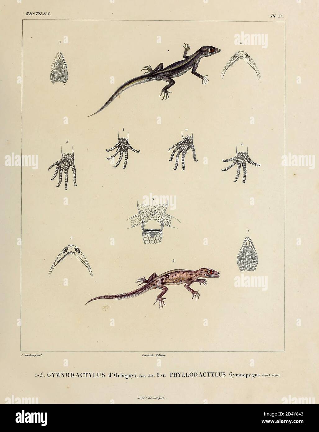 Südamerikanischer Geckos Gymnodactylus (oben) und südamerikanischer Blattgecko (Phyllodactylus Gymnopygus) Handkolorierte Skizze aus dem Buch 'Voyage dans l'Amérique Méridionale' [Reise nach Südamerika: (Brasilien, die östliche republik Uruguay, die Argentinische Republik, Patagonien, die republik Chile, die republik Bolivien, die republik Peru), hingerichtet während der Jahre 1826 - 1833] Band 5 Teil 1 von: Orbigny, Alcide Dessalines d', d'Orbigny, 1802-1857; Montagne, Jean François Camille, 1784-1866; Martius, Karl Friedrich Philipp von, 1794-1868 Veröffentlicht Paris :Chez Pitois-Levrault. Publi Stockfoto