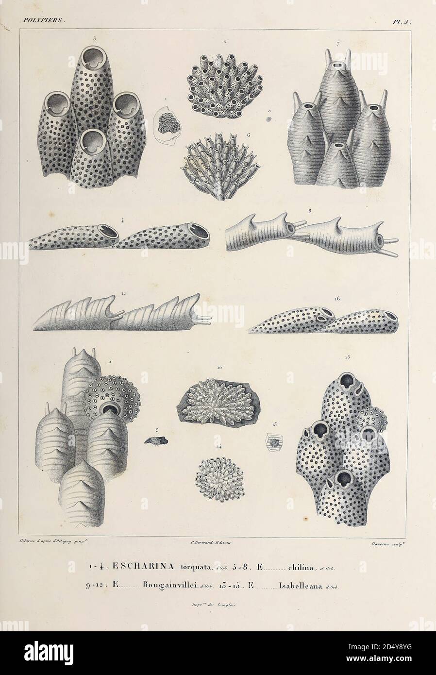 Bryozoa (auch bekannt als Polyzoa, Ektoprocta oder allgemein als Moostiere) sind ein Stamm von wirbellosen Wassertieren. Typischerweise etwa 0.5 Millimeter lang, sind sie Filterfuttergeräte, die Lebensmittelpartikel mit einem einziehbaren Lophophor, einer "Krone" aus mit Zilien ausgekleideten Tentakeln, aus dem Wasser sieben. Die meisten Meeresarten leben in tropischen Gewässern, Skizze aus dem Buch "Voyage dans l'Amérique Méridionale" [Reise nach Südamerika: (Brasilien, die östliche republik Uruguay, die argentinische Republik, Patagonien, die republik Chile, die republik Bolivien, die republik Peru), ausgeführt während des Yea Stockfoto