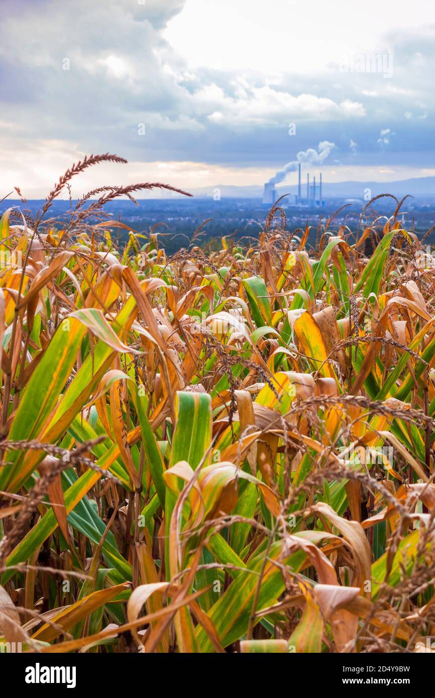 Maisfelder im Herbst Stockfoto