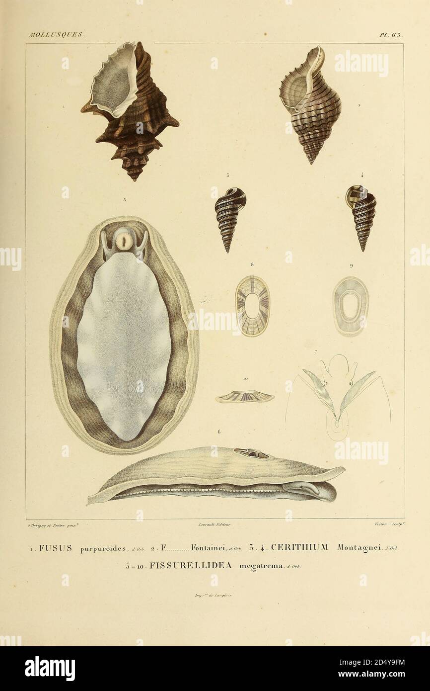 Fusus, Cerithium und Fissurellidea aus dem Buch 'Voyage dans l'Amérique Méridionale' [Reise nach Südamerika: (Brasilien, die östliche republik Uruguay, die argentinische Republik, Patagonien, die republik Chile, die republik Bolivien, die republik Peru), hingerichtet in den Jahren 1826 - 1833] Band 5 Teil 3 von: Orbigny, Alcide Dessalines d', d'Orbigny, 1802-1857; Montagne, Jean François Camille, 1784-1866; Martius, Karl Friedrich Philipp von, 1794-1868 Veröffentlicht Paris :Chez Pitois-Levrault. Veröffentlicht 1843 in Paris Stockfoto