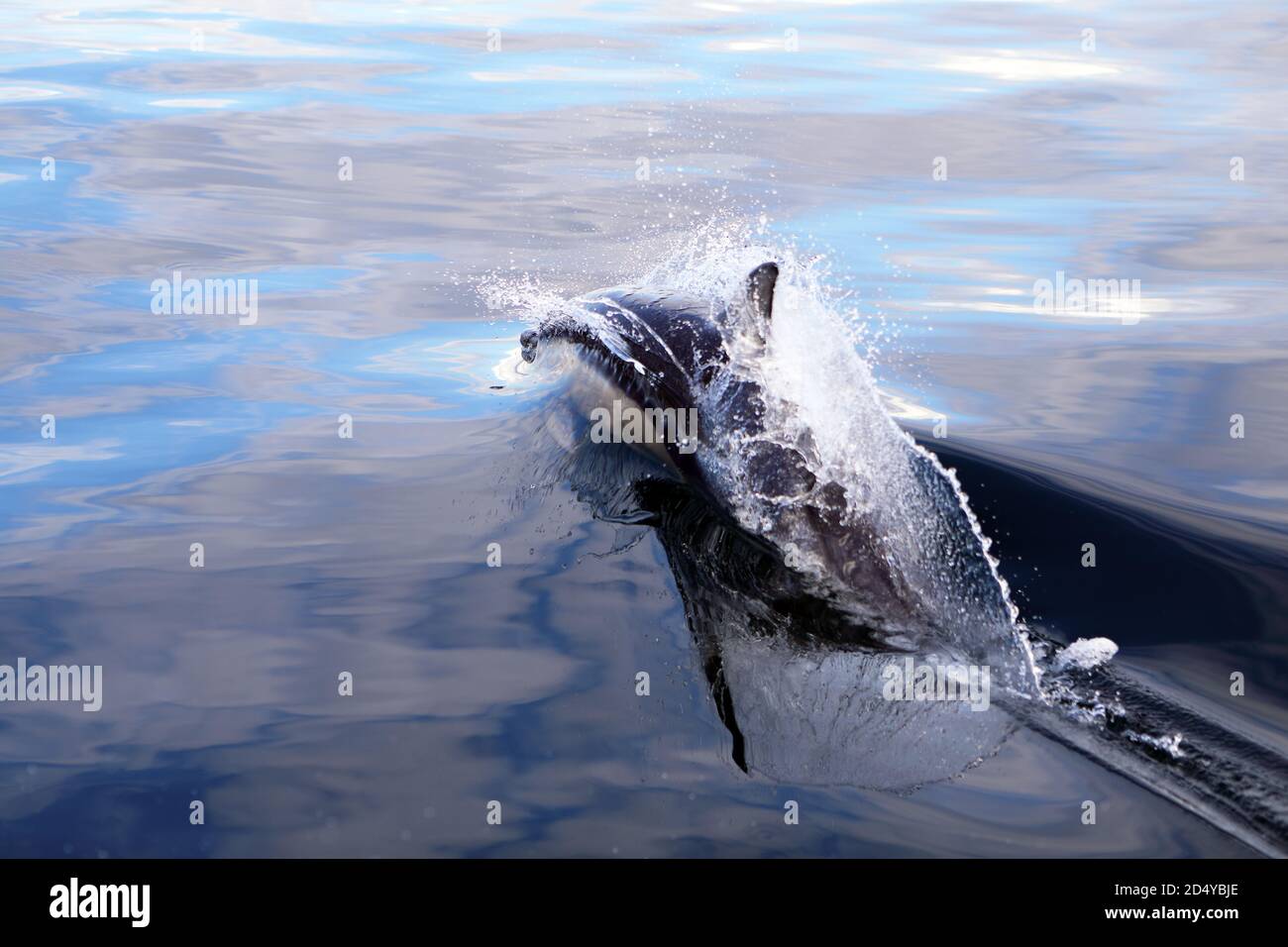 Gewöhnlicher Delphin, der durch den flachen ruhigen Atlantischen Ozean von den Kosten der Insel Mull, Schottland, schneidet Stockfoto