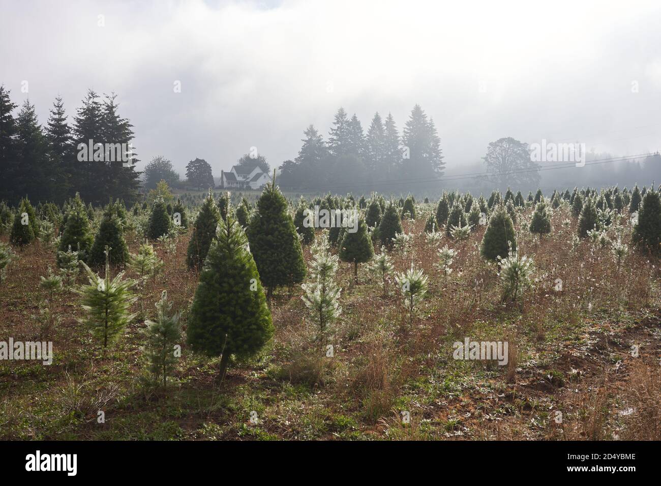 Eine Weihnachtsbaumfarm in Oregon an einem nebligen Herbstmorgen. Stockfoto