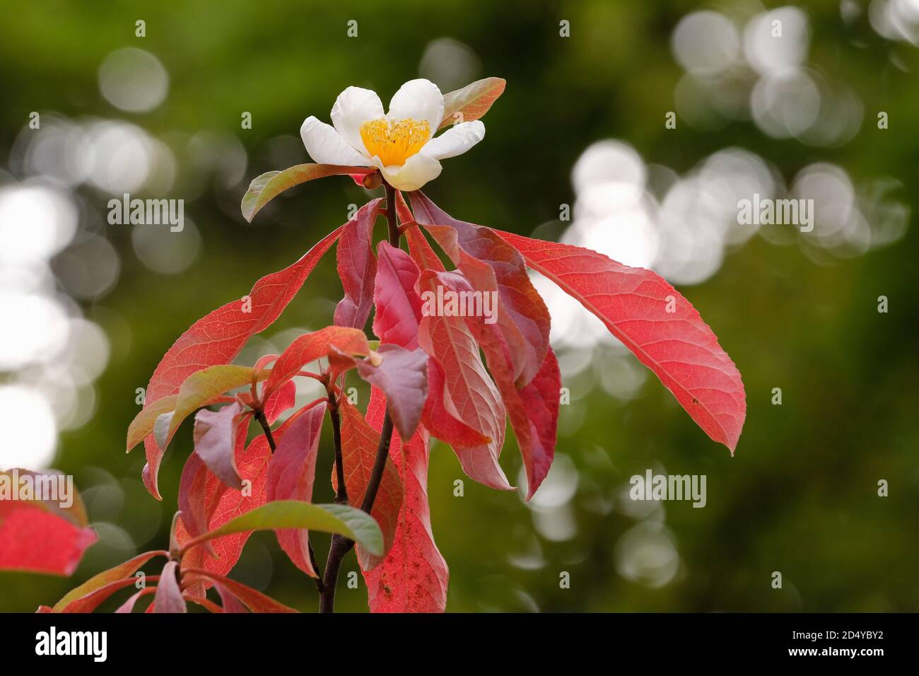 Franklinia alatamaha, Franklin Baum auch bekannt als Gordonia alatamaha, Gordonia pubescens. Einzelne weiße Blume, rote Blätter, verschwommener Hintergrund Stockfoto