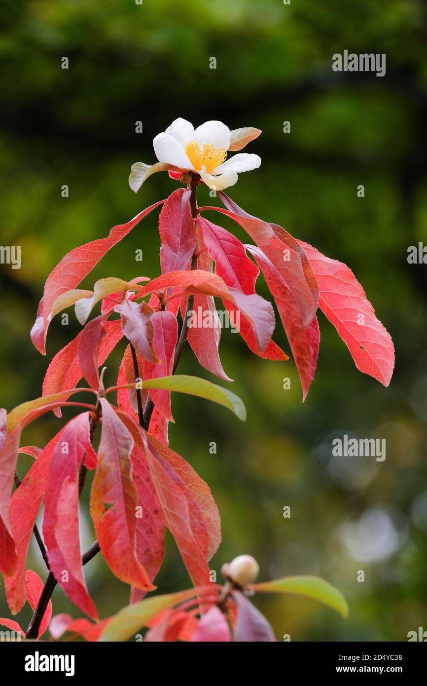 Franklinia alatamaha, Franklin Baum auch bekannt als Gordonia alatamaha, Gordonia pubescens. Einzelne weiße Blume, rote Blätter, verschwommener Hintergrund Stockfoto