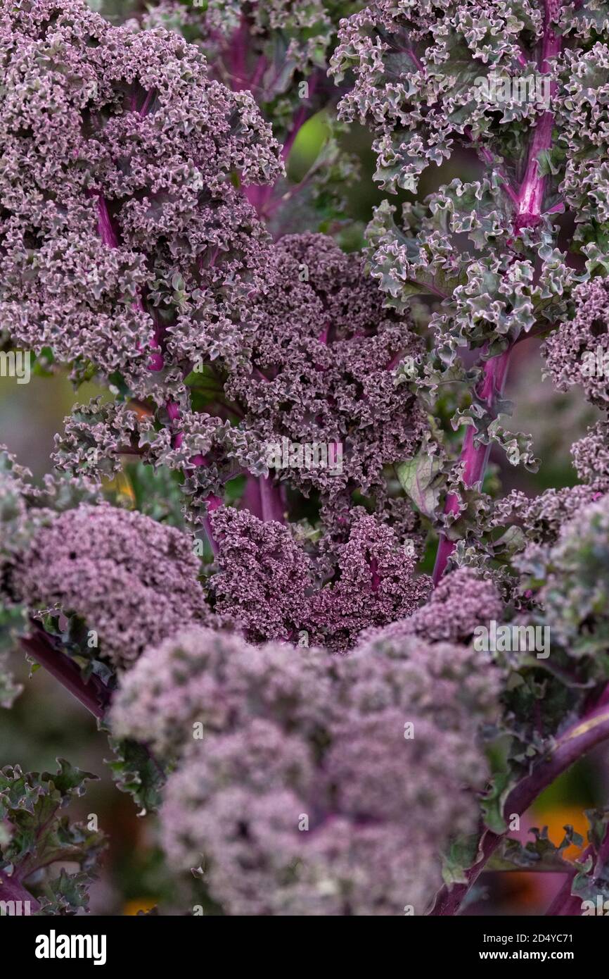 kale „Redbor“. Kale 'Borecole'. Brassica oleracea 'Redbor'. Kale mit lockigen Blättern Stockfoto