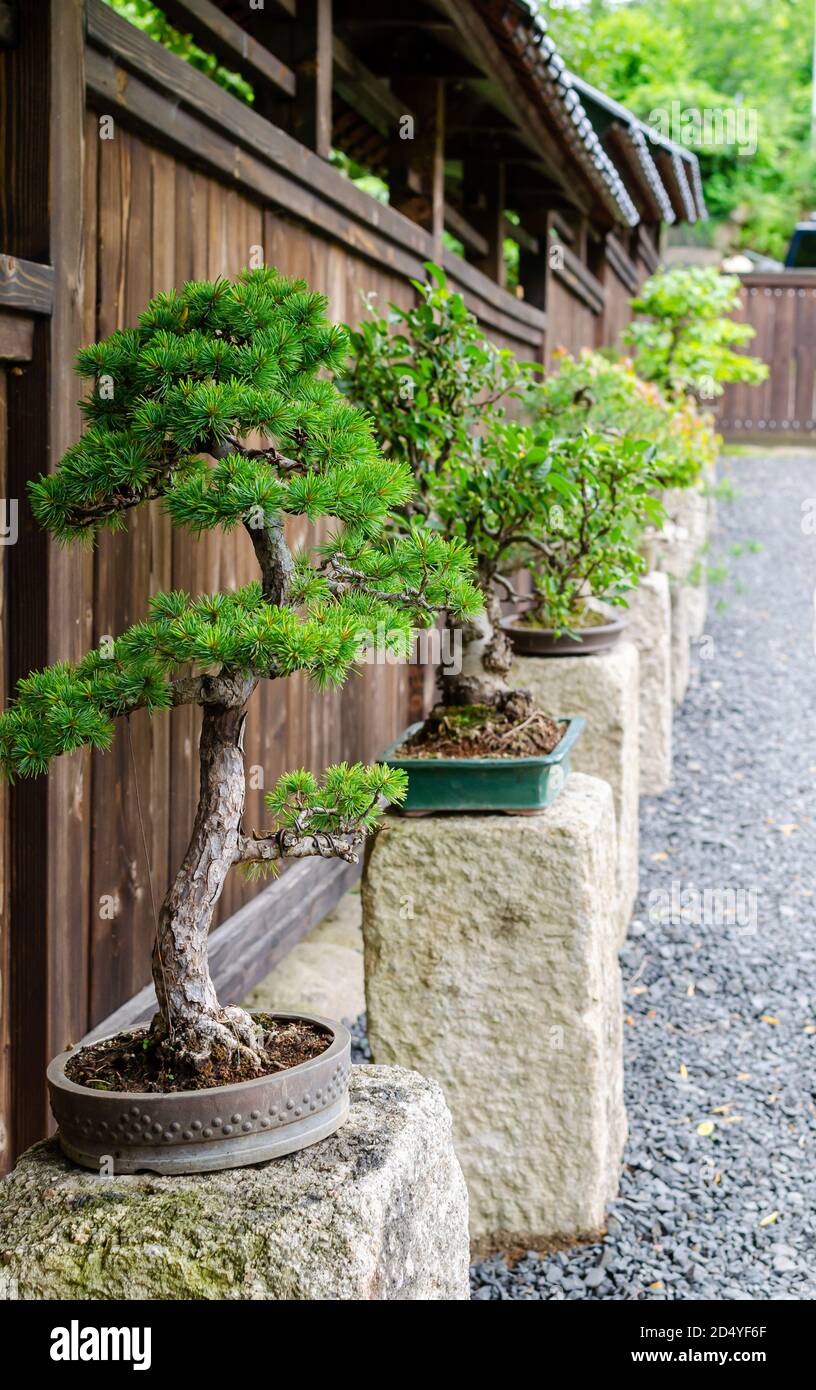 Reihe von verschiedenen Bonsai Bäume stehen auf den Steinen draußen.  Japanischer Garten in Polen Stockfotografie - Alamy