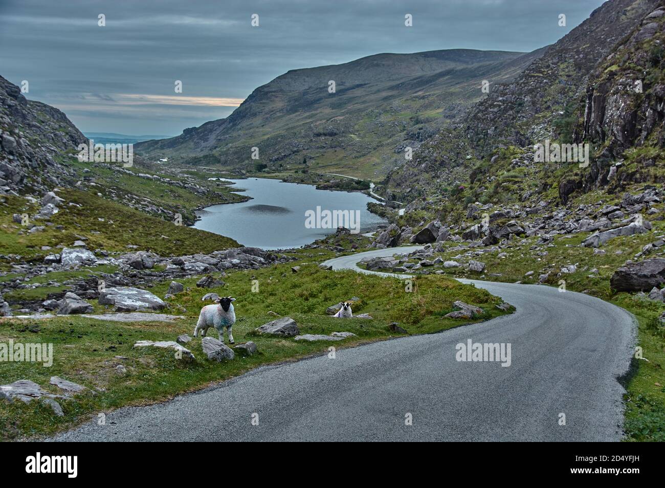 Kleine Schafe stehen an der Straße in der Gap of Dunloe, Irland. Panoramablick auf die Gap of Dunloe in Irland mit zwei kleinen Schafen im Vordergrund. Stockfoto