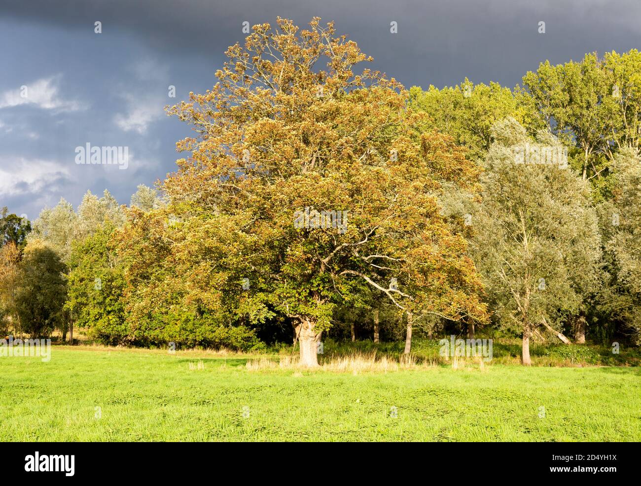 Dramatischer stürmischer Himmel strahlender Sonnenschein auf Platanen, Weiden- und Lindenbäumen, Methersgate, Suffolk, England, Großbritannien Stockfoto