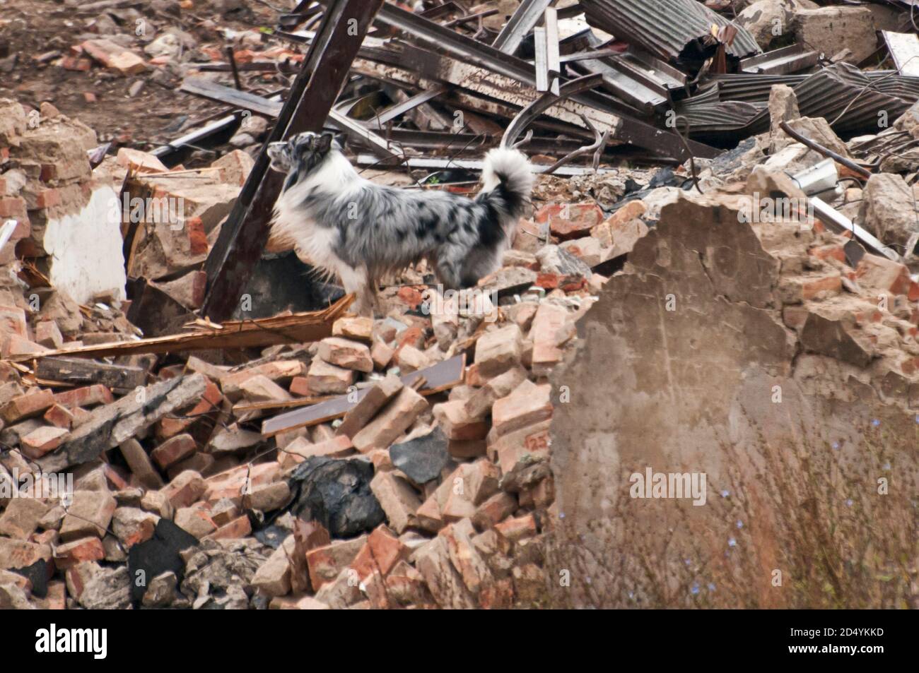 Hund für Such- und Rettungsmission Stockfoto