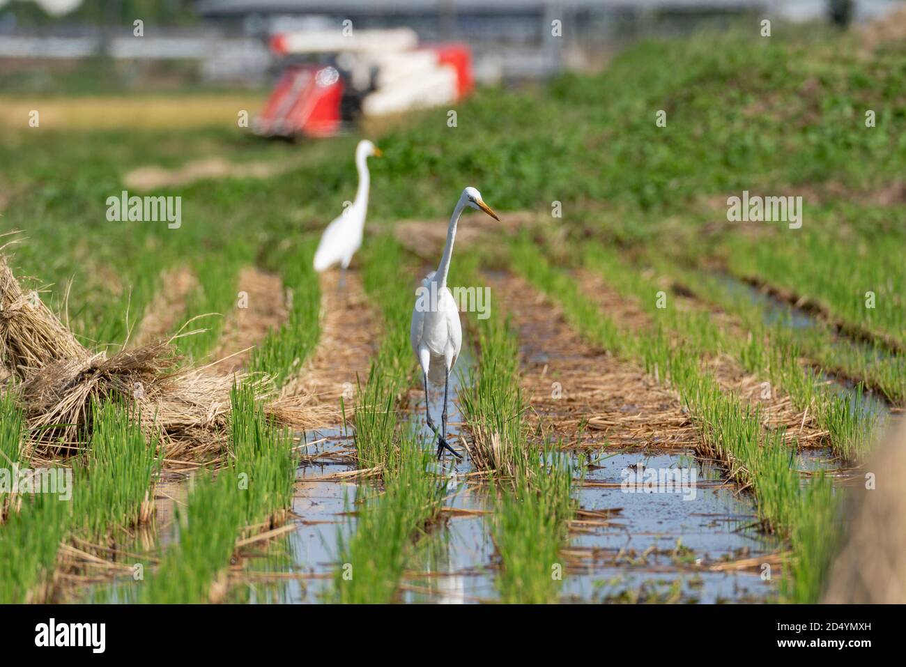 Reiher auf Herbstreisenfeld nach der Ernte, Suche und Essen Pond Lach (Misgurnus anguillicaudatus), Stadt Isehara, Präfektur Kanagawa, Japan. Stockfoto