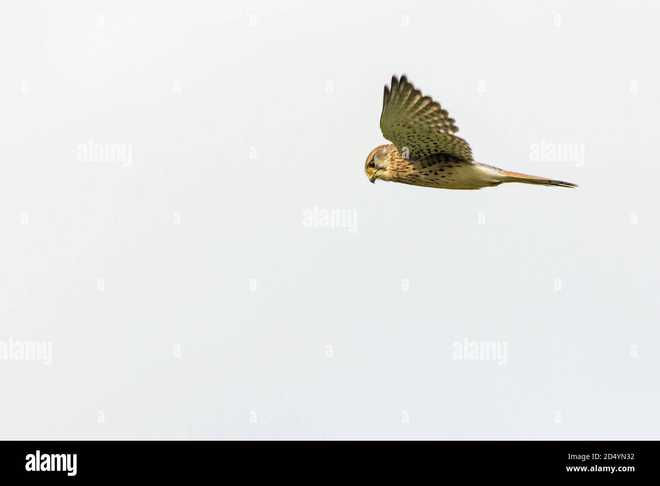 Kestrel (Falco tinnunculus), Falkenweibchen im Flug schwebend. Hat ein braunes Gefieder gelben Ring um das Auge und gelbe Basis, um Hakenschnabel. Stockfoto Kestrel (Falco tinnunculus), Falkenweibchen im Flug schwebend. Hat ein braunes Gefieder gelben Ring um das Auge und gelbe Basis, um Hakenschnabel. Stockfoto