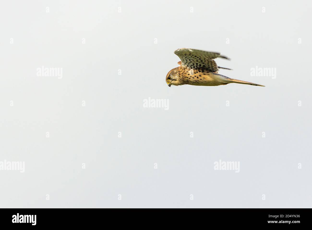 Kestrel (Falco tinnunculus), Falkenweibchen im Flug schwebend. Hat ein braunes Gefieder gelben Ring um das Auge und gelbe Basis, um Hakenschnabel. Stockfoto Kestrel (Falco tinnunculus), Falkenweibchen im Flug schwebend. Hat ein braunes Gefieder gelben Ring um das Auge und gelbe Basis, um Hakenschnabel. Stockfoto