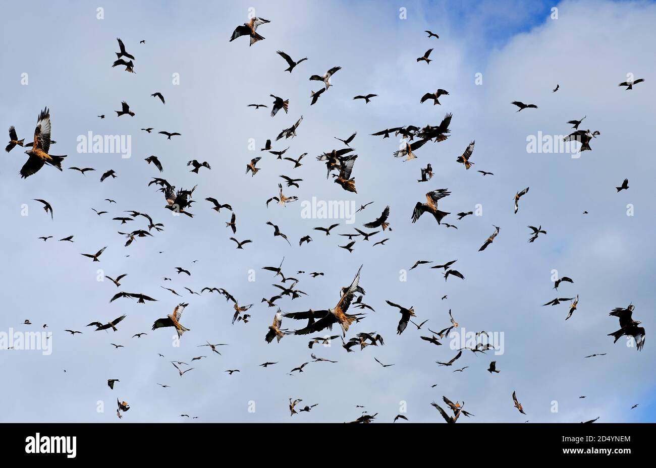 Gigrin Farm, Red Kite Futterstation, rhayader, powys, wales Stockfoto