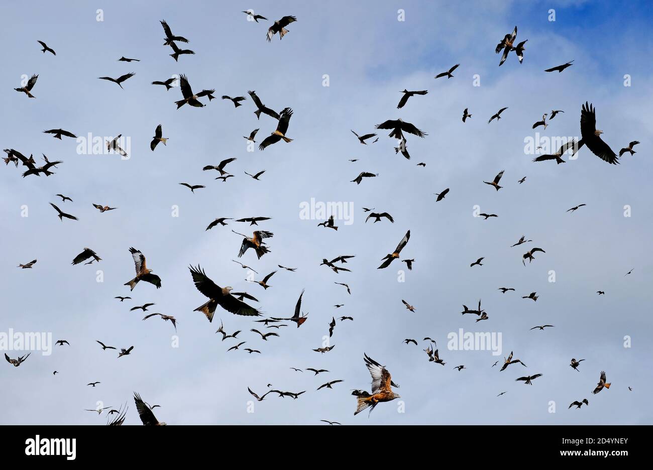 Gigrin Farm, Red Kite Futterstation, rhayader, powys, wales Stockfoto