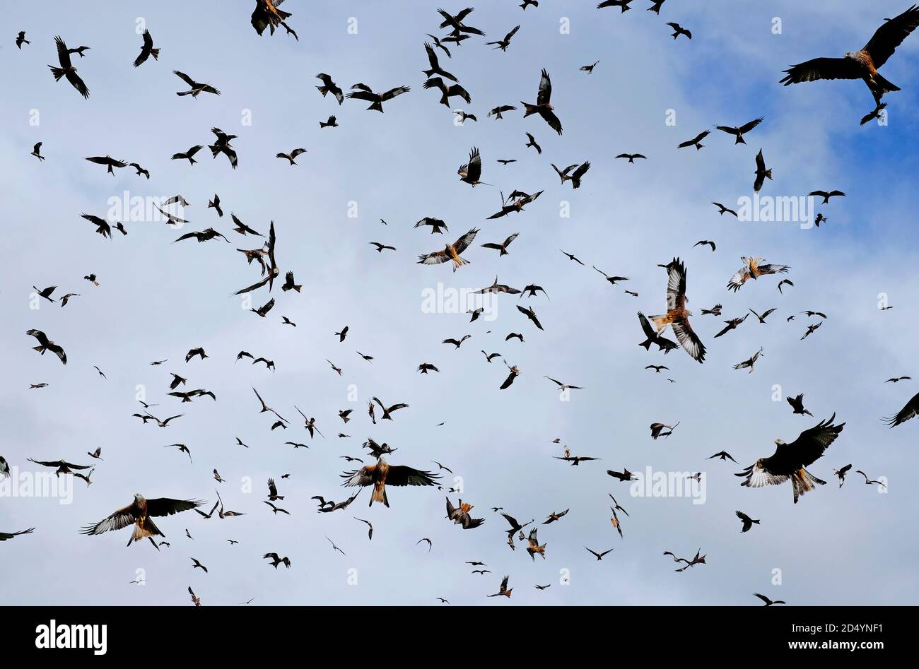 Gigrin Farm, Red Kite Futterstation, rhayader, powys, wales Stockfoto