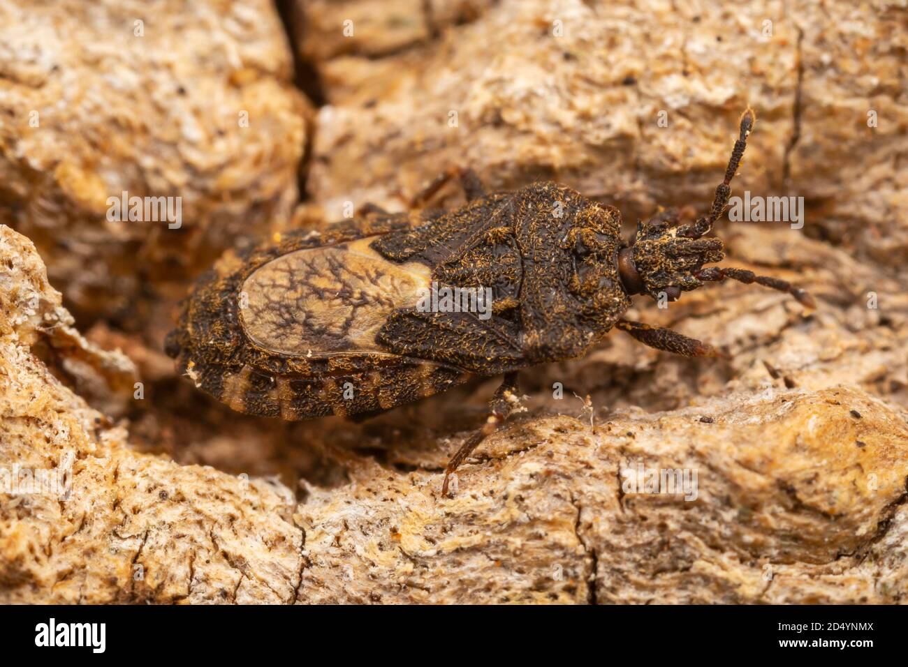 Flacher Käfer (Mezira subsetosa) Stockfoto