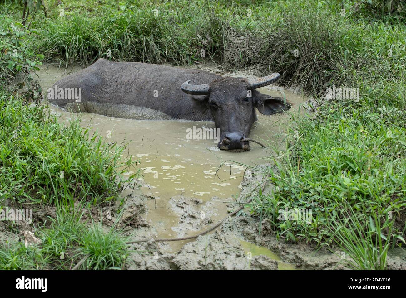 Ein Carabao, der sich im Schlamm in einer ländlichen Gegend von Cebu, Philippinen, wälzt. Carabao's sind besonders auf den Philippinen eine äußerst wertvolle landwirtschaftliche Ressource Stockfoto