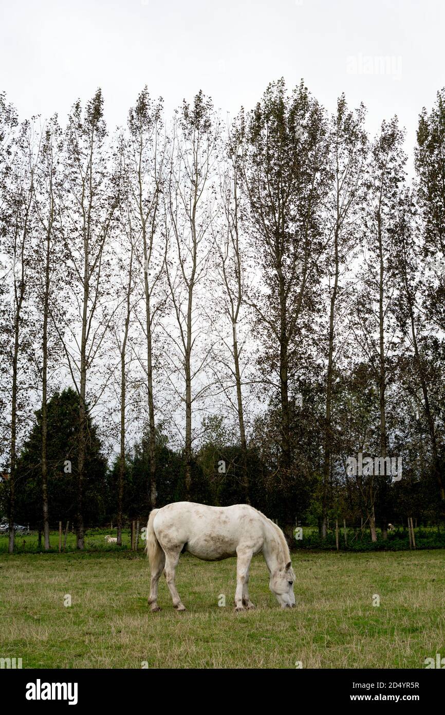 Ein graues Pferd auf einem Feld mit Pappelbäumen dahinter, Warwickshire, Großbritannien Stockfoto