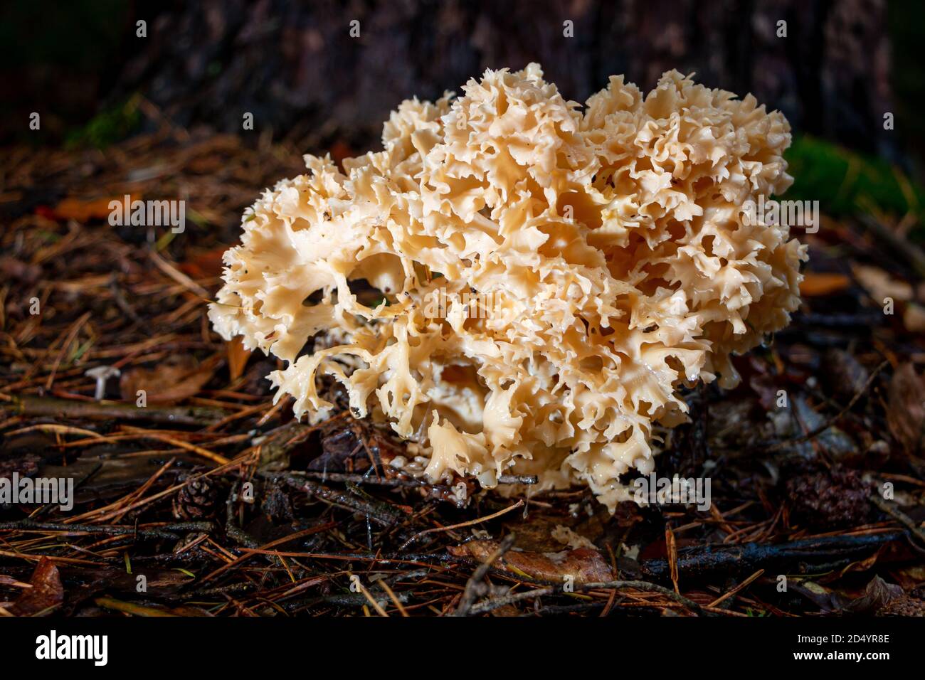 Der Schwammpilz ist ein essbarer Pilz im Wald in der Nähe von Enschede Region Twente, Niederlande Stockfoto