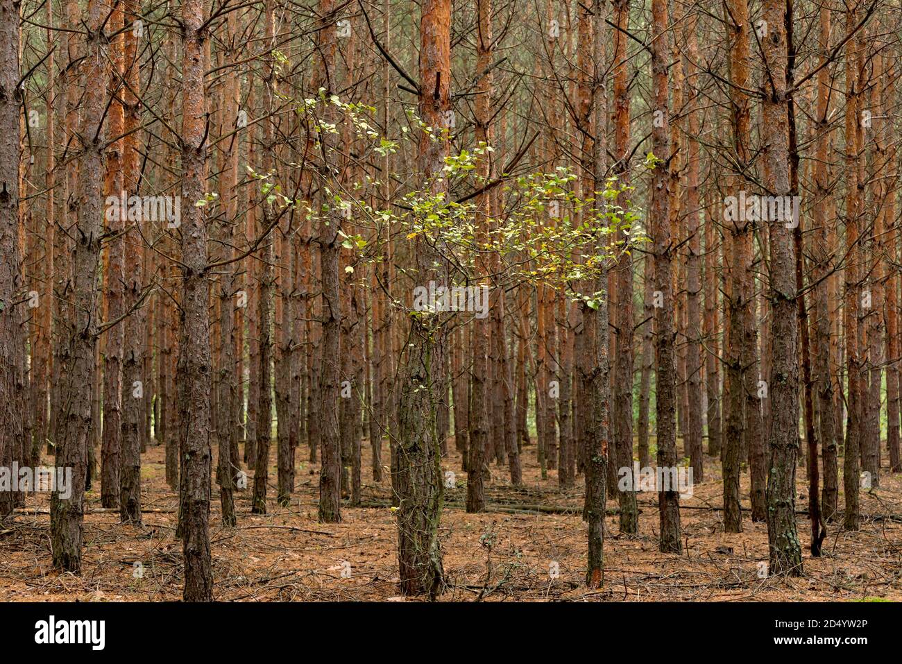 Leuchtend grüner Baum zwischen Kiefernwald. Hohe junge Stämme aus Kiefer scheint wie eine Wand. Herbstlicher saisonaler Hintergrund. Stockfoto