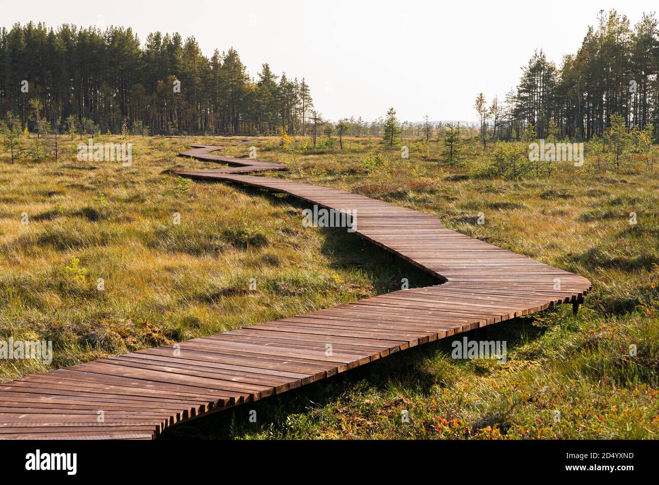Ökologischer Wanderweg im Nationalpark durch Moormoor, Holzweg durch geschützte Umgebung. Wilder Ort in Sestroretsk, St. Petersbur Stockfoto