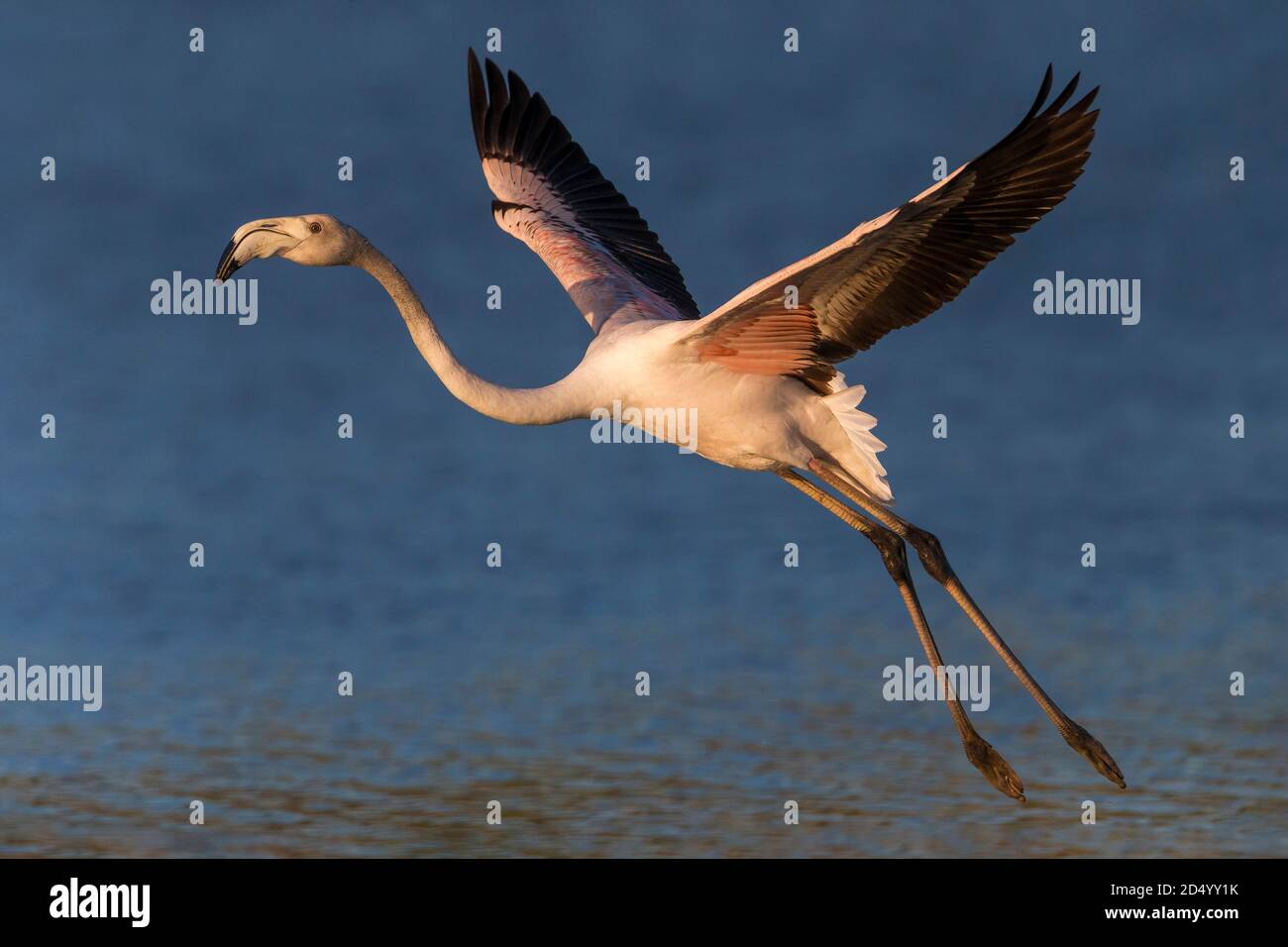 Großer Flamingo (Phoenicopterus roseus, Phoenicopterus ruber roseus), im Flug, Italien, Stagno di Peretola Stockfoto