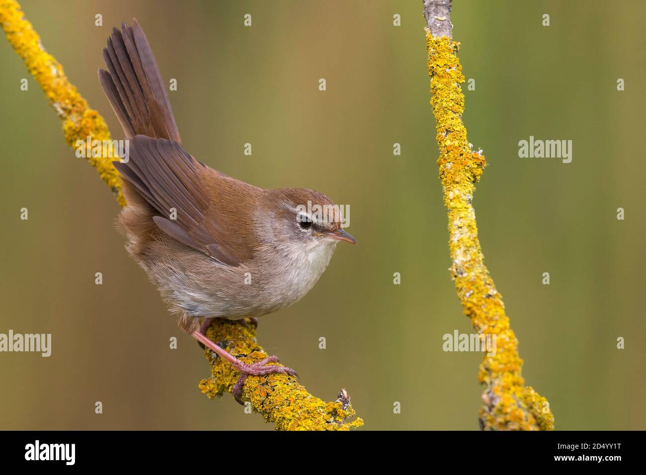 Cettis Waldsänger (Cettia cetti), thront auf einem Zweig, Italien, Oasi della Querciola Stockfoto