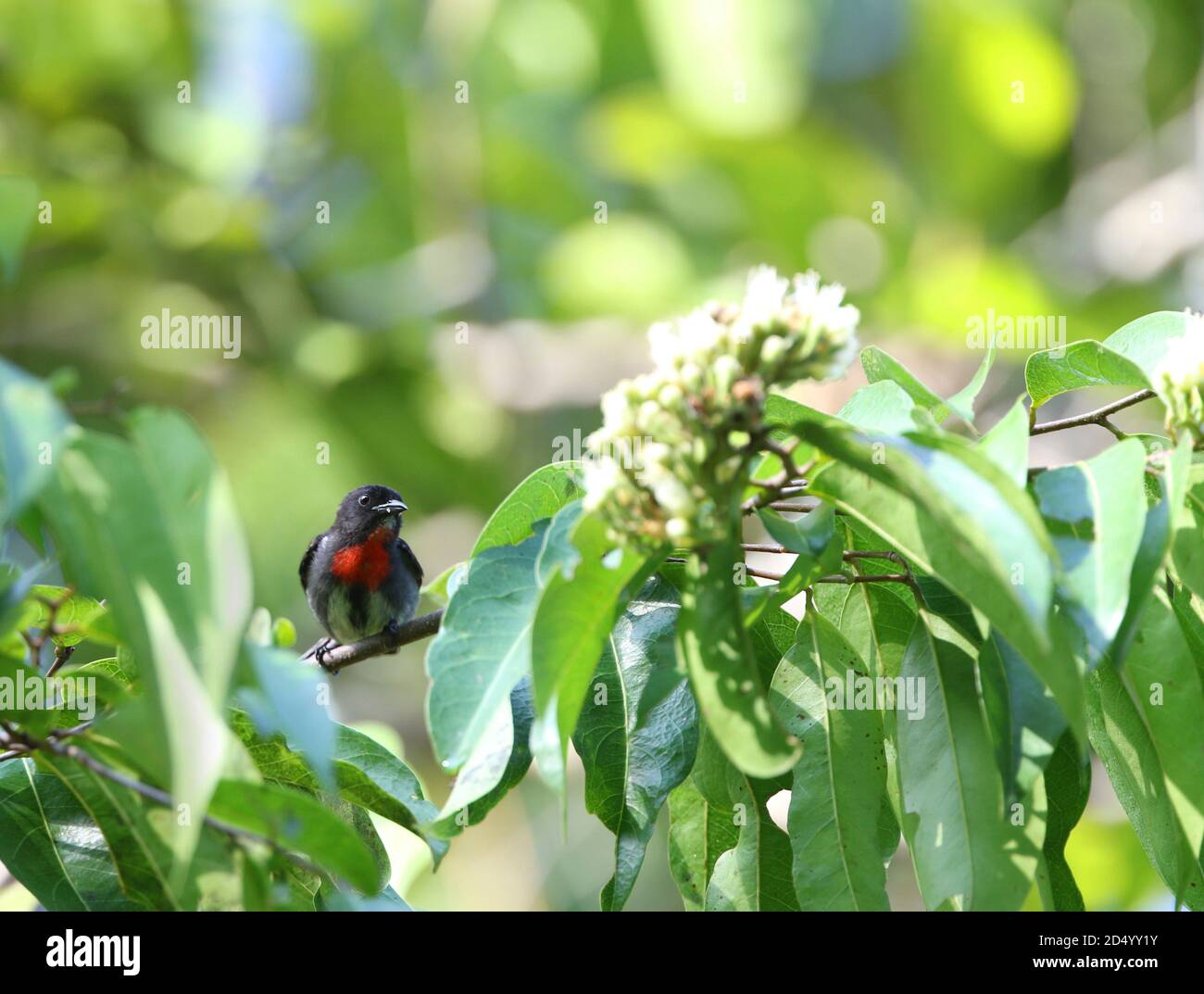 Schwarzer Blütenpecker (Dicaeum celebicum), auf einem kleinen Zweig in tropischen Wäldern, Indonesien, Sulawesi, Togischen Inseln thront Stockfoto