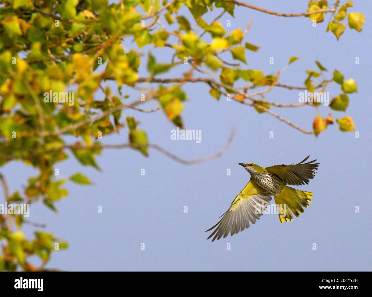 golden Oriole (Oriolus oriolus), erster Winter Golden Oriole fliegt um Pappelbäume, Spanien Stockfoto