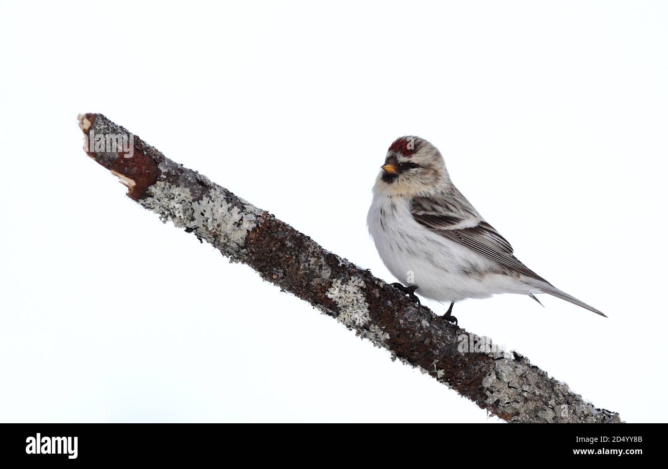 arktischer Rotaugen, Hory-Rotaugen (Carduelis hornemanni exilipes, Acanthis hornemanni exilipes), an einem Ast, Finnland, Kaamanen Stockfoto
