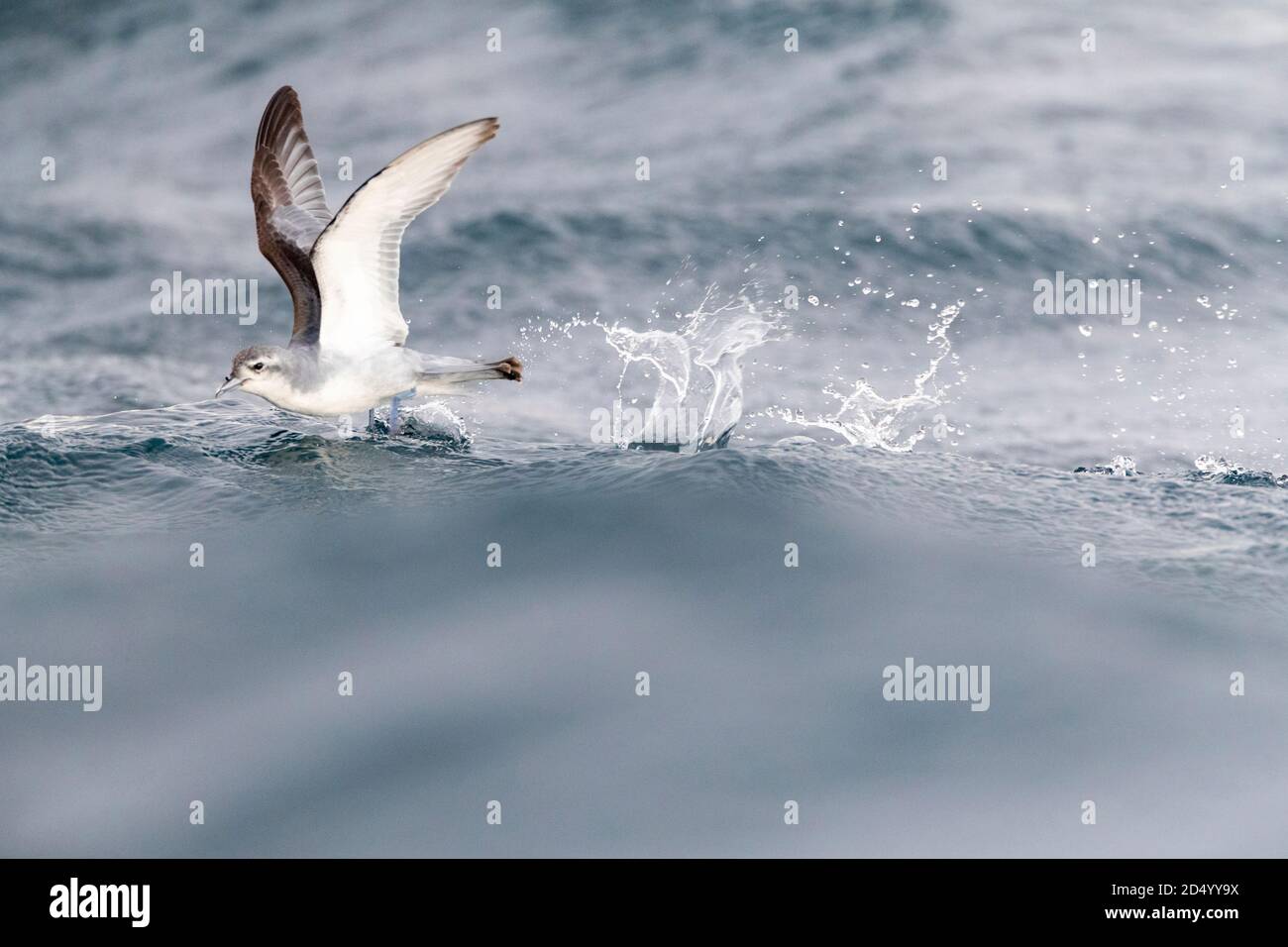 Fairy Prion (Pachyptila turtur), fliegen über den Ozean, Nahrungssuche im Flug über Slick von Chum während einer chumming Sitzung gemacht, Neuseeland, Süd Stockfoto