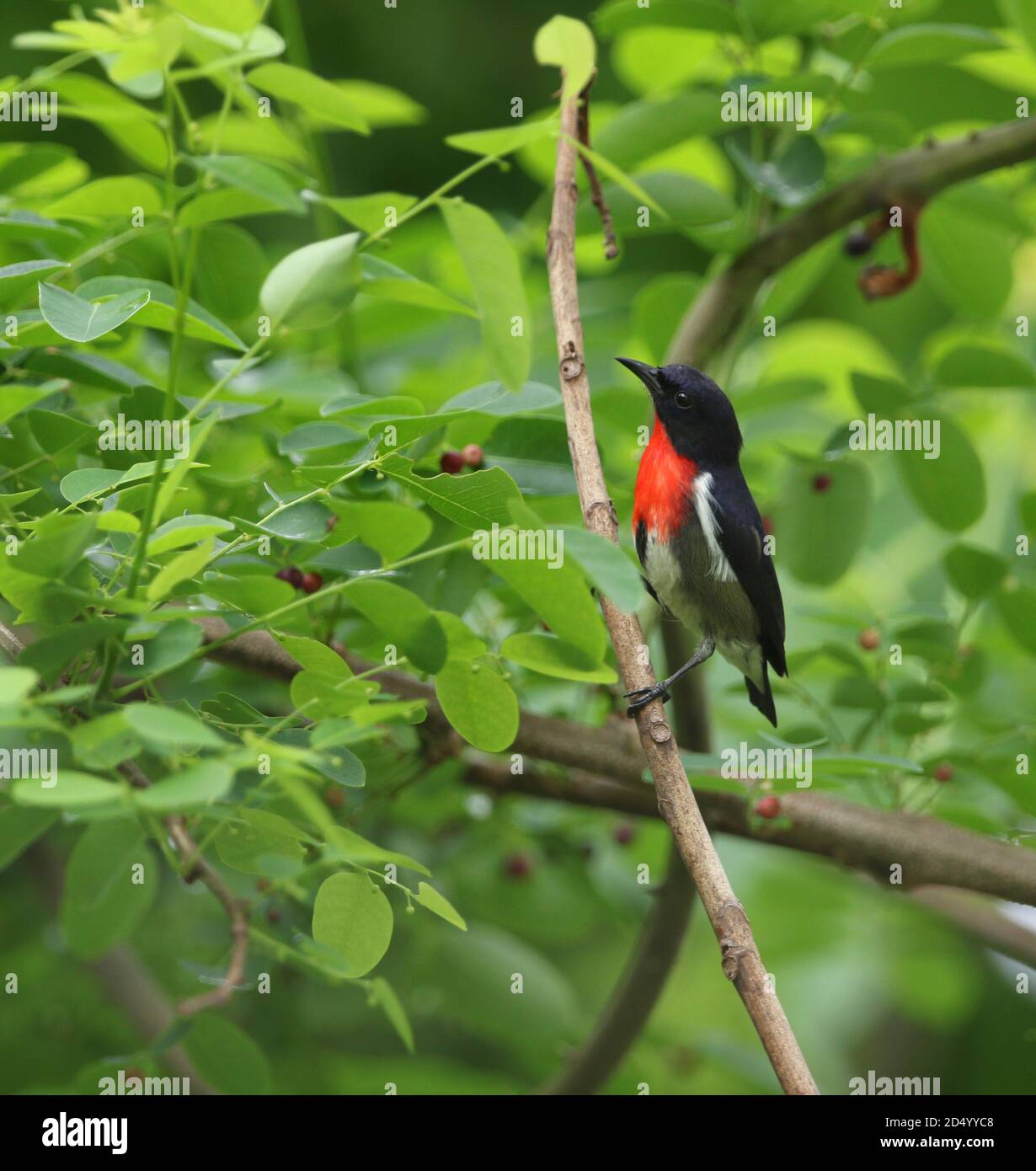 Schwarzer Blütenpecker (Dicaeum celebicum), auf einem kleinen Zweig in tropischen Wäldern, Indonesien, Sulawesi, Wakatobi Regency thront Stockfoto