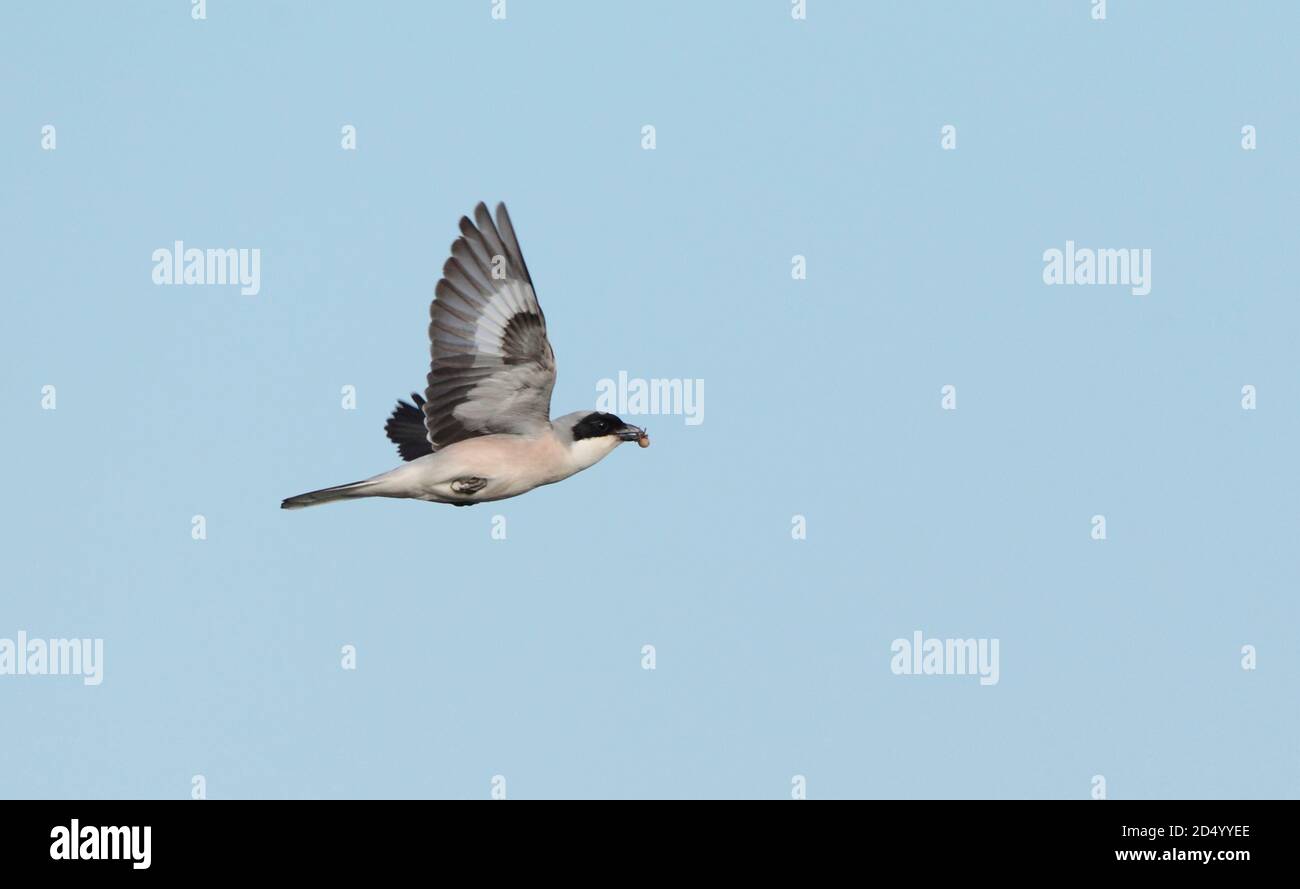 Kleiner Grauwürger (Lanius minor), im Flug, mit Insekt im Schnabel, Ungarn, Kiskunsaq Stockfoto