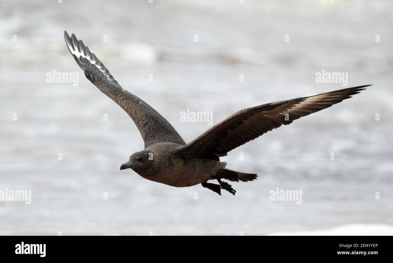 Große Skua (Stercorarius skua, Catharacta skua), erste-Winter dunkle Phase fliegen über dem Meer mit beiden Flügeln angehoben, Schweden, Halland Stockfoto
