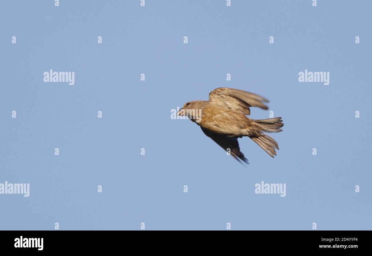 Papageienkreuzschnabel (Loxia pytyopsittacus), Weibchen im Flug, Drehen in der Luft, Dänemark Stockfoto