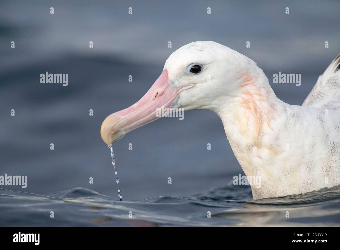 Gibsons Albatros (Diomedea gibsoni), Porträt auf dem Wasser, Wasser tropft von seinem riesigen rosa Schnabel, Neuseeland, Südinsel, Kaikoura Stockfoto