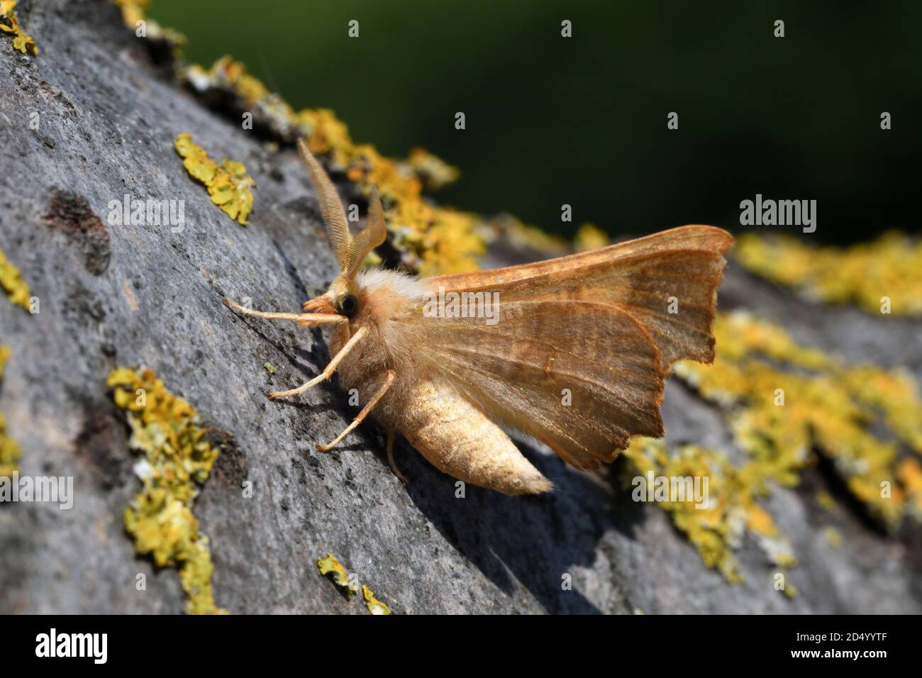 Dusky Thorn (Ennomos fuscantaria), sitzend auf Flechtrinde, Seitenansicht, Frankreich, Bretagne, Département Côtes-d’Armor, Erquy Stockfoto