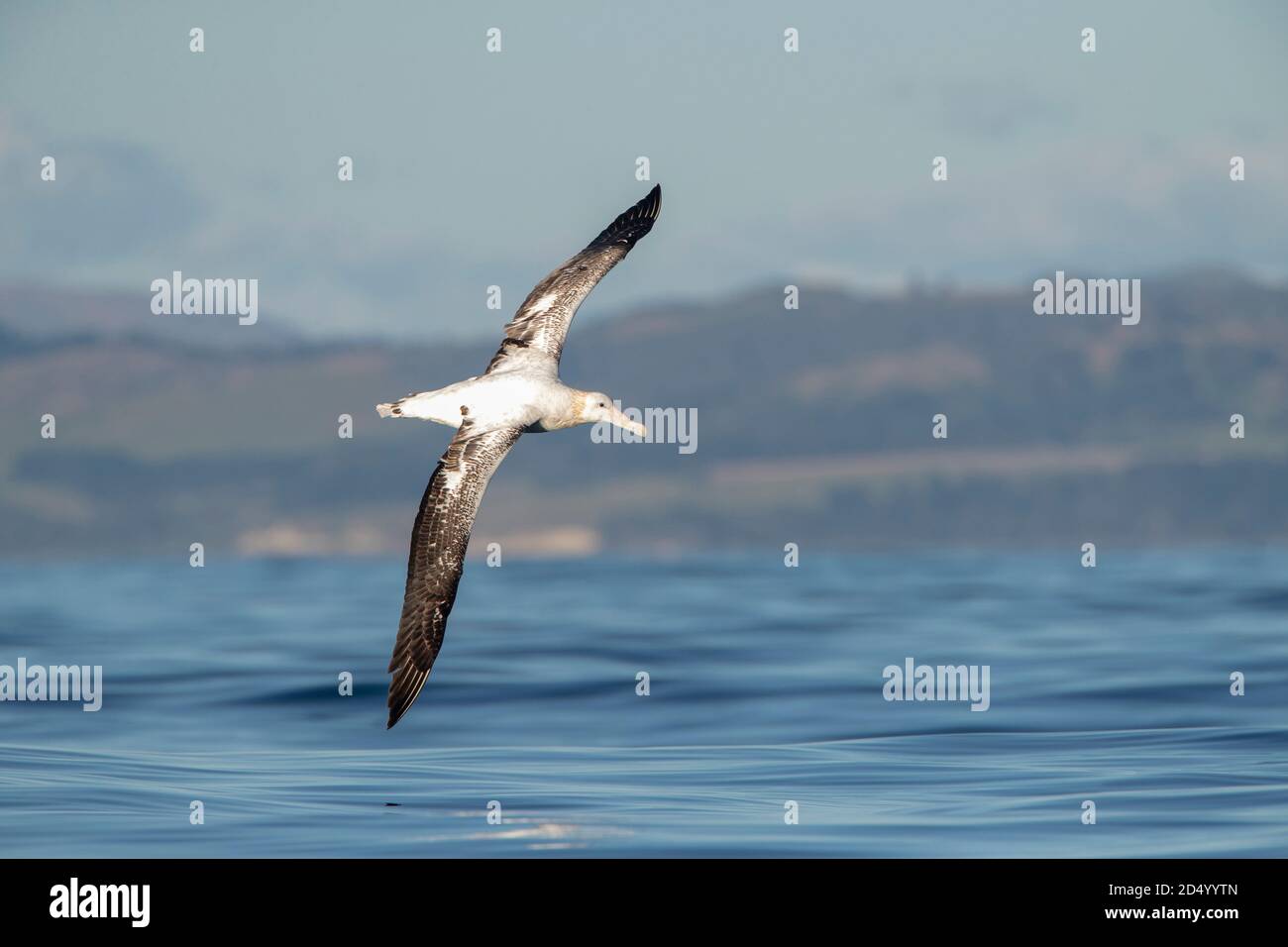 Gibsons Albatros (Diomedea gibsoni), im Flug über den Ozean, mit neuseeländischer Küste im Hintergrund, Neuseeland, Südinsel, Kaikoura Stockfoto