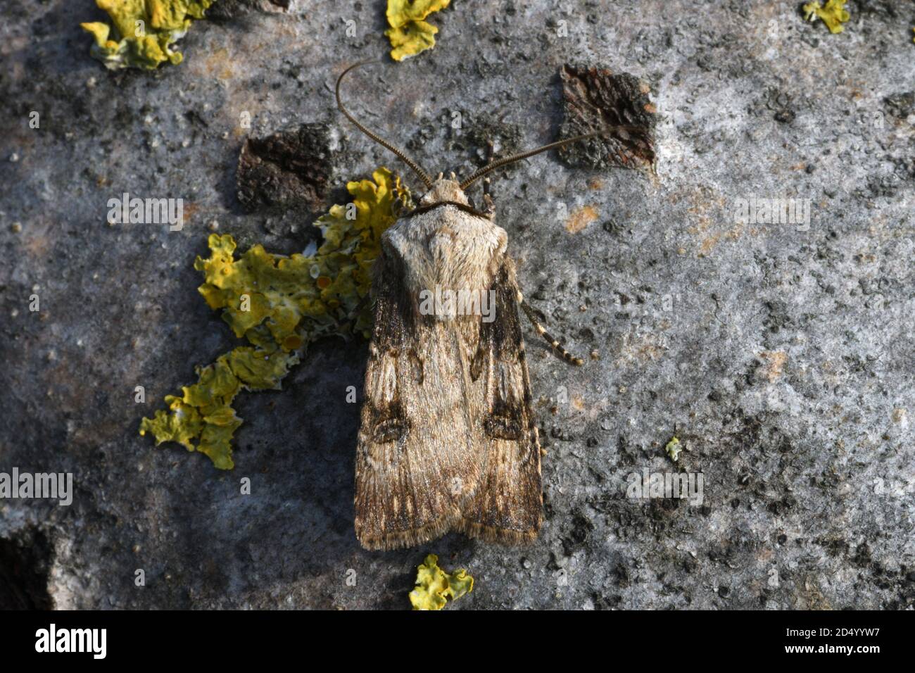 Pendeldart (Agrotis puta), Männchen auf Flechtrinde ruhend, dorsale Ansicht, Frankreich, Département Côtes-d’Armor, Erquy Stockfoto