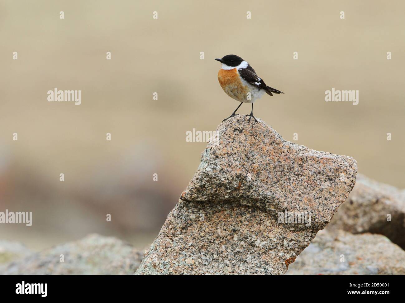 hodgson's bushchat (Saxicola insignis), erwachsenes Männchen, das auf einem Felsen thront, Mongolei, Khukh-See Stockfoto