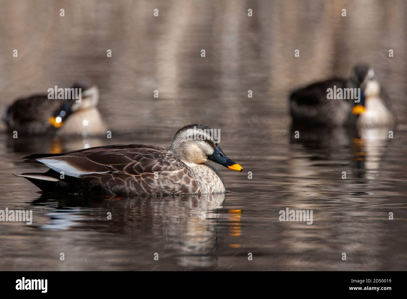 Östliche Fleckschnabelente, Chinesische Fleckschnabelente (Anas zonorhyncha, Anas poecilorhyncha zonorhyncha), Gruppe auf einem See, Japan Stockfoto